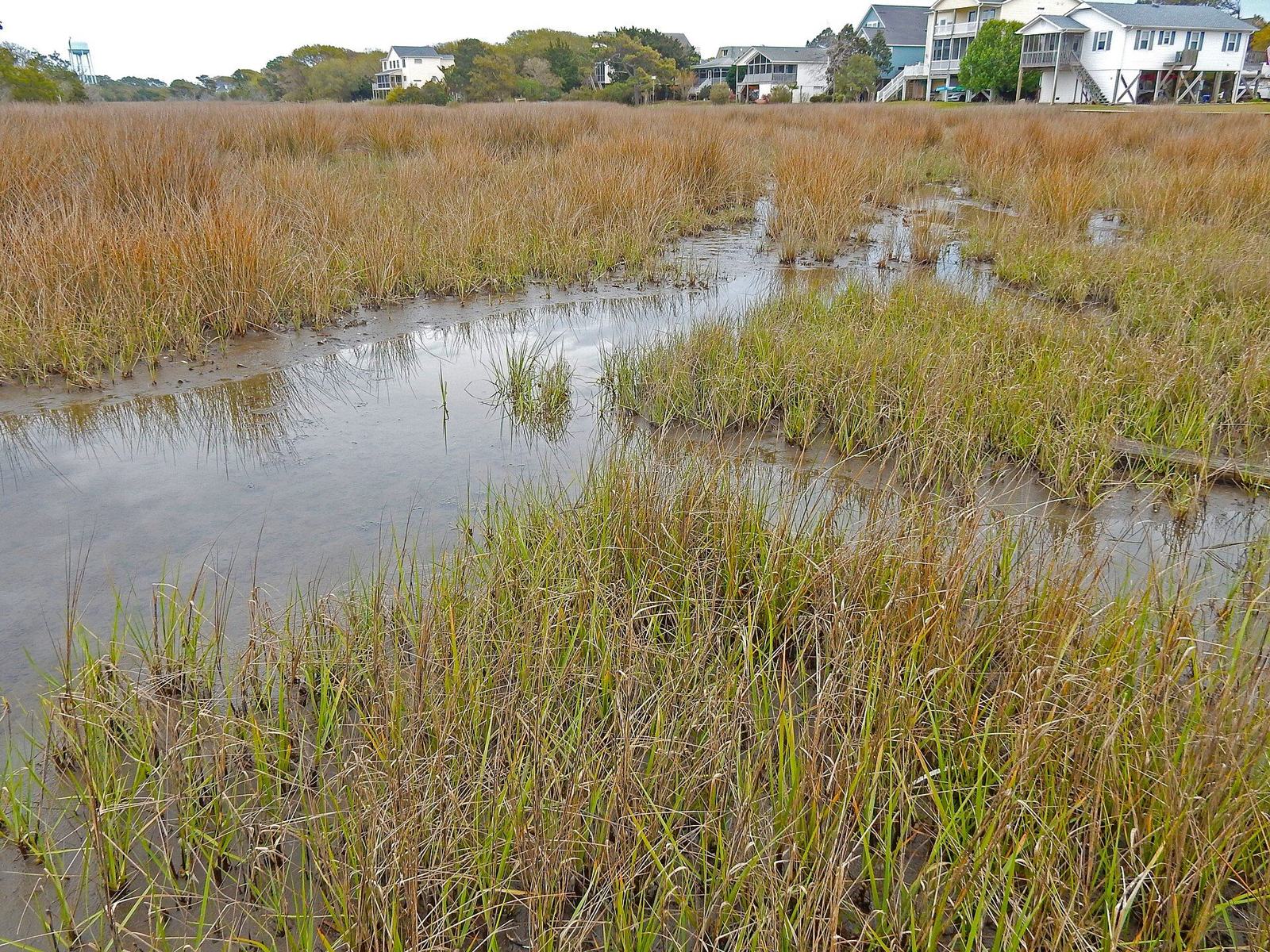 Salt marsh along the Davis Canal scenic walkway